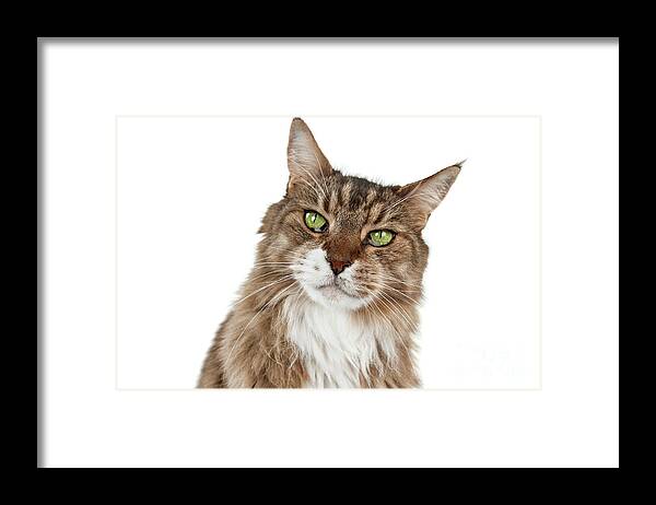 Cat Framed Print featuring the photograph Maine Coon Joy by Renee Spade Photography