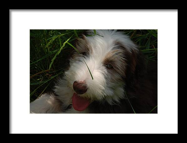 Animals Framed Print featuring the photograph Maisie #1 by Mark Alan Perry