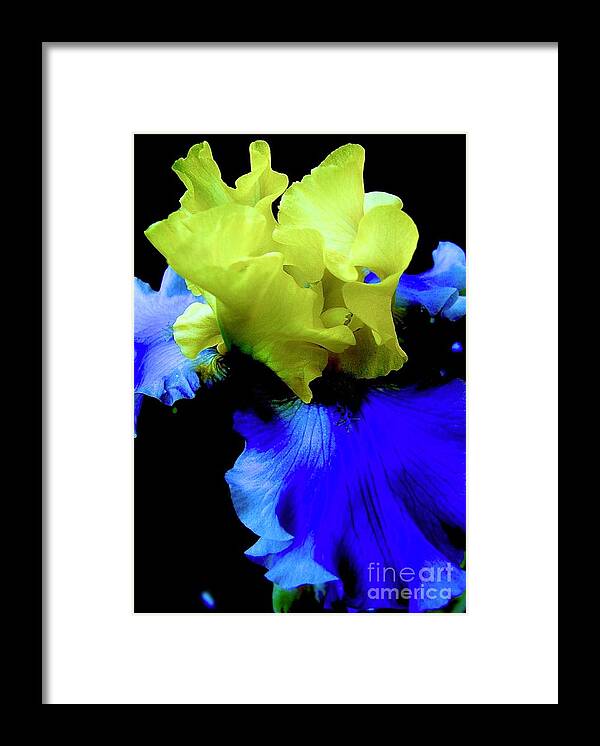 Bearded Iris Framed Print featuring the digital art Maize N Blue by Tammy Keyes