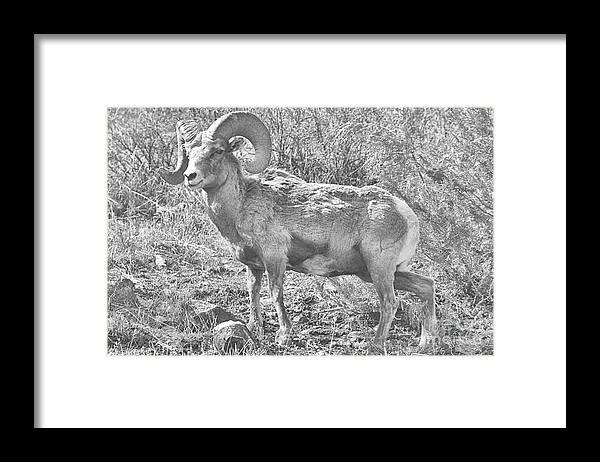 Bighorn Framed Print featuring the photograph Majestic Bighorn Pose Black And White by Adam Jewell