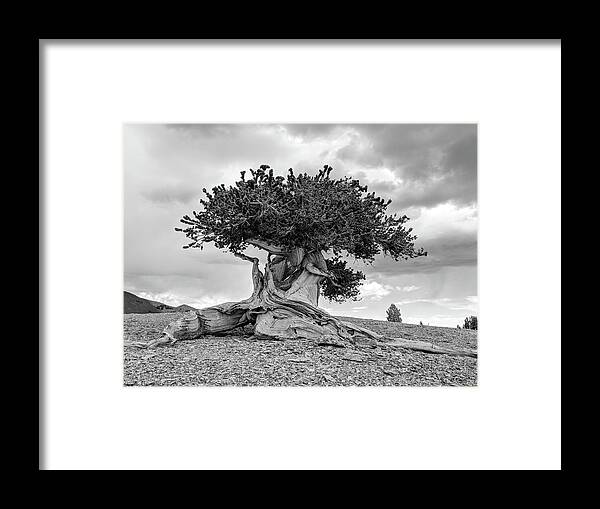 Great Basin Framed Print featuring the photograph Majestic Bristlecone by Gretchen Baker