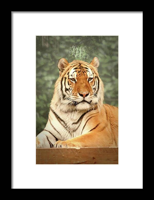 Tiger Framed Print featuring the photograph Majestic by Lens Art Photography By Larry Trager