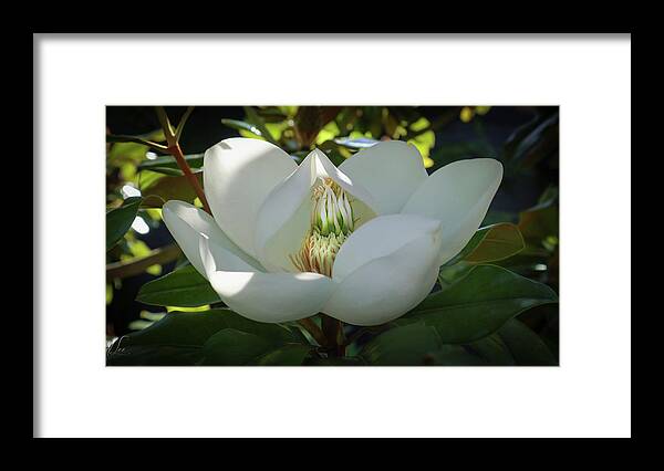 Majestic Framed Print featuring the photograph Majestic Magnolia Opening by D Lee