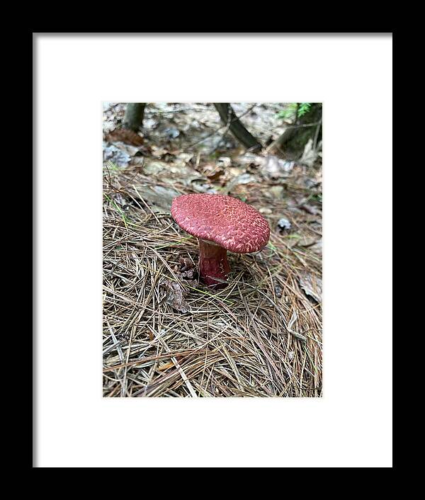Mushroom Framed Print featuring the photograph Majestic Mushrooms #53 by Anjel B Hartwell