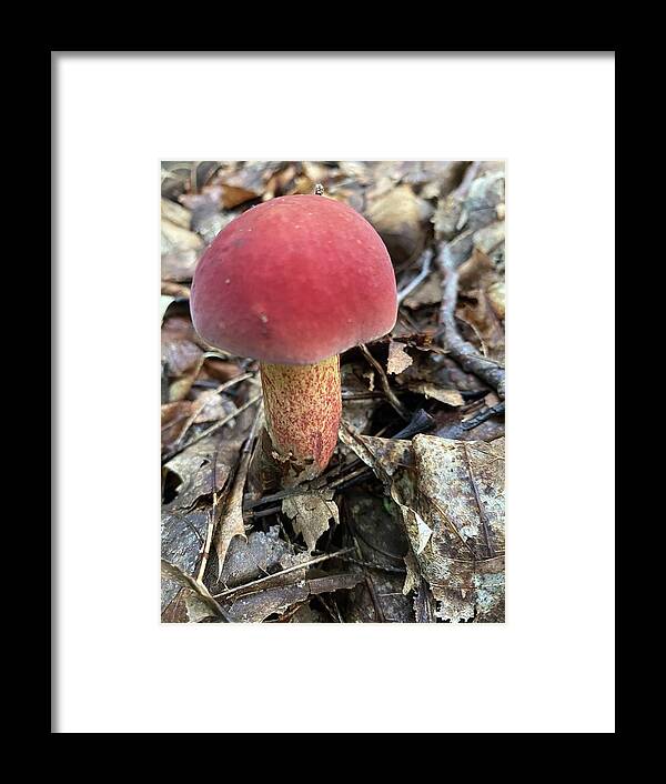 Mushroom Framed Print featuring the photograph Majestic Mushrooms #98 by Anjel B Hartwell