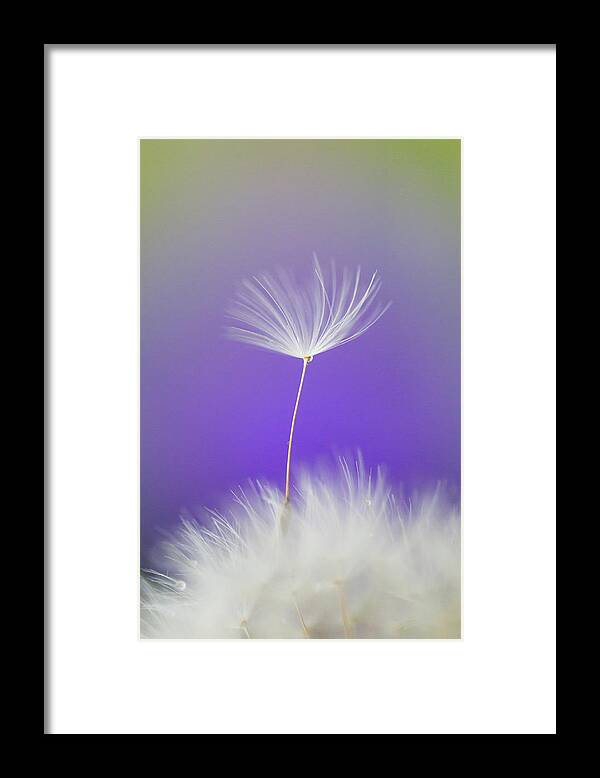 Abstract Framed Print featuring the photograph Make a Wish - on Purple by Anita Nicholson