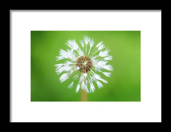 Abstract Framed Print featuring the photograph Make A Wish - on Green by Anita Nicholson
