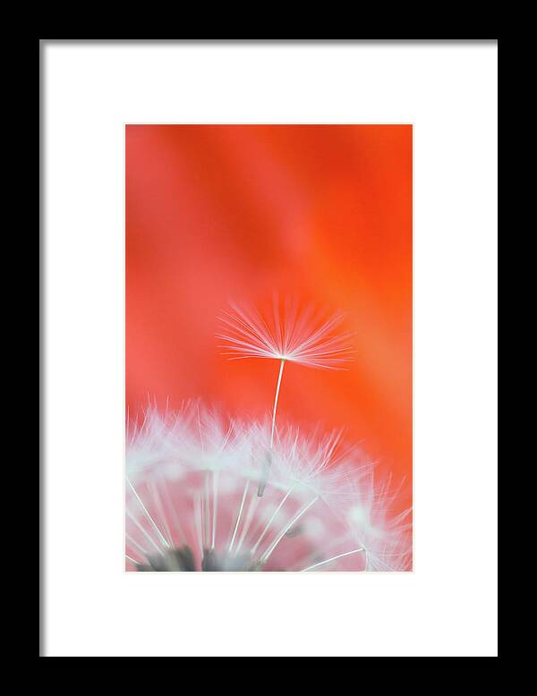 Ideas Framed Print featuring the photograph Make a Wish - on Red by Anita Nicholson