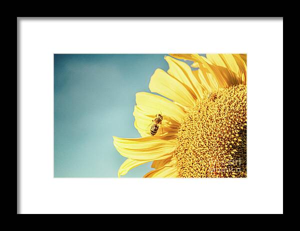 Bee Framed Print featuring the photograph Making The Most of It by Janie Johnson