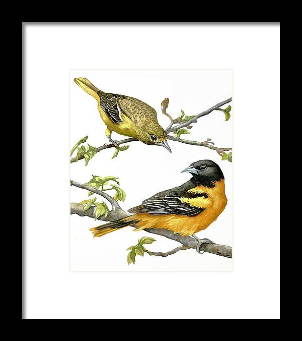 Watercolor Framed Print featuring the painting Male and Female Baltimore Orioles by Linda Apple