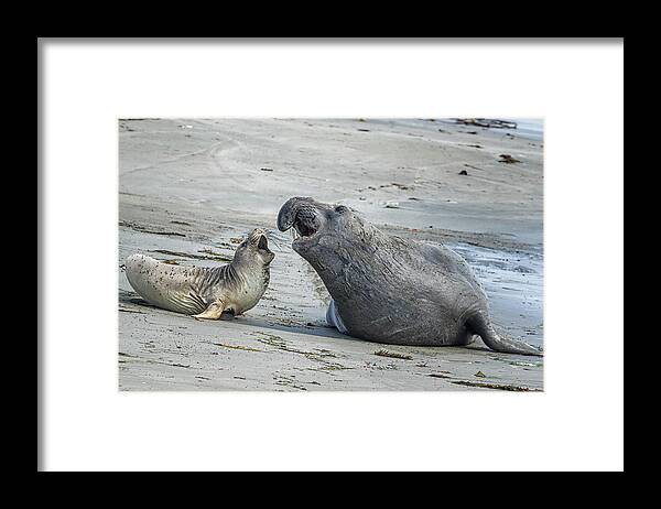 Elephant Seal Framed Print featuring the photograph Male and Female Elephant Seal by Belinda Greb