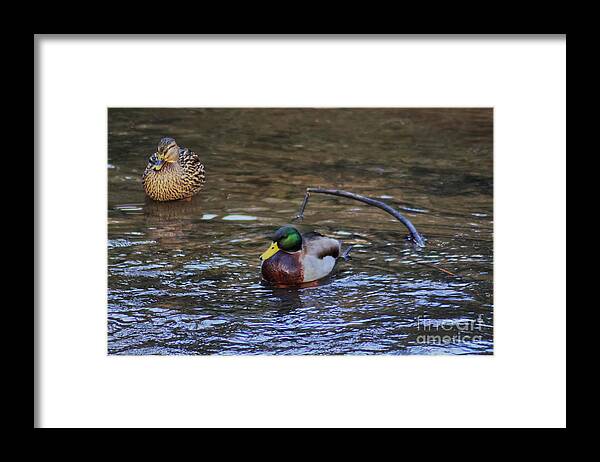 Mallard Duck Framed Print featuring the photograph Male and female Mallard duck by Pics By Tony