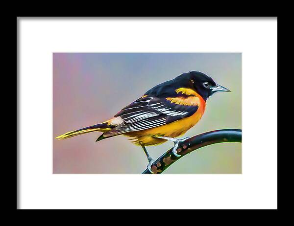 Baltimore Oriole Framed Print featuring the photograph Male Baltimore Oriole by Joe Granita