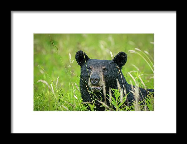 Great Smoky Mountains National Park Framed Print featuring the photograph Male Black Bear by Robert J Wagner