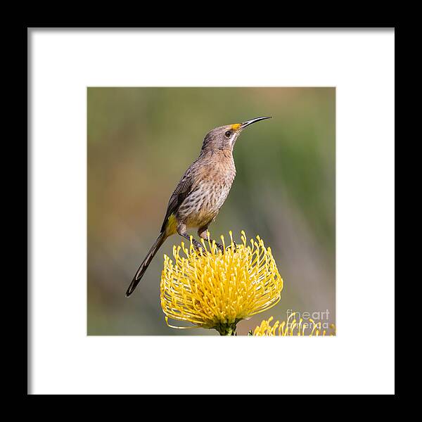 Cape Sugarbird Framed Print featuring the photograph Male Cape Sugarbird by Eva Lechner