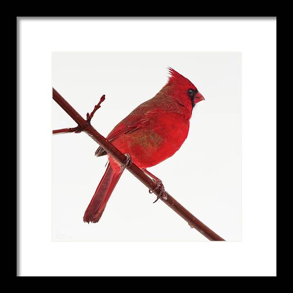 Male Framed Print featuring the photograph Male Cardinal in winter white scene - would make beautiful pillow by Peter Herman