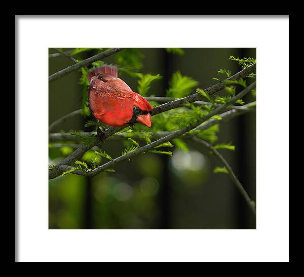 Birds Framed Print featuring the photograph Male Cardinal by Larry Marshall