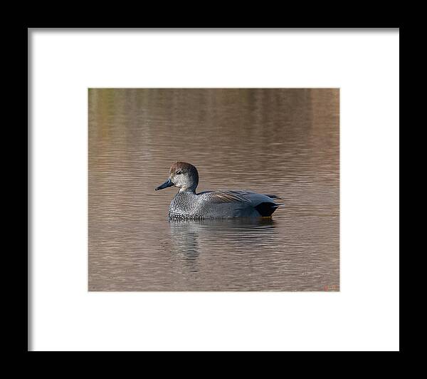Nature Framed Print featuring the photograph Male Common Gadwall DWF0225 by Gerry Gantt