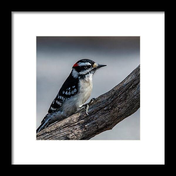 Woodpecker Framed Print featuring the photograph Male Downy Woodpecker by Cathy Kovarik