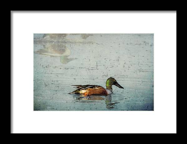 Northern Shoveler Framed Print featuring the photograph Male Northern Shoveler and Company by Belinda Greb
