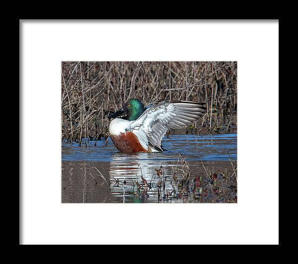 Nature Framed Print featuring the photograph Male Northern Shoveler Drying off after Bathing DWF0236 by Gerry Gantt