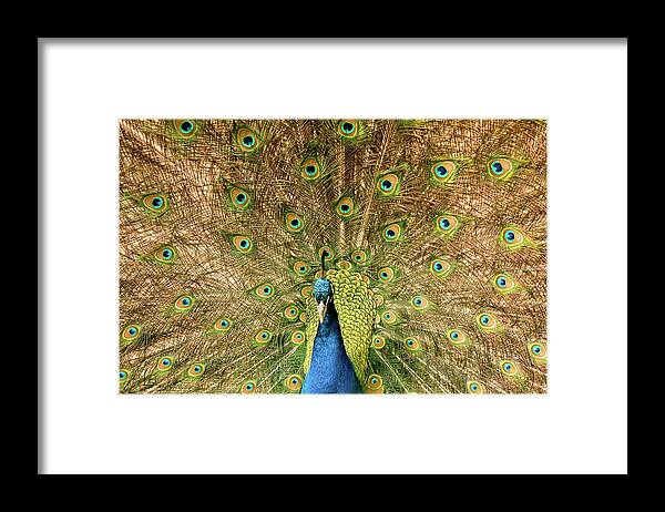 Male Peacock Colorful Framed Print featuring the photograph Male Peacock by David Morehead