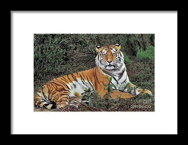 Dave Welling Framed Print featuring the photograph Male Siberian Tiger Panthera Tigris Altaicia Wildlife Rescue by Dave Welling