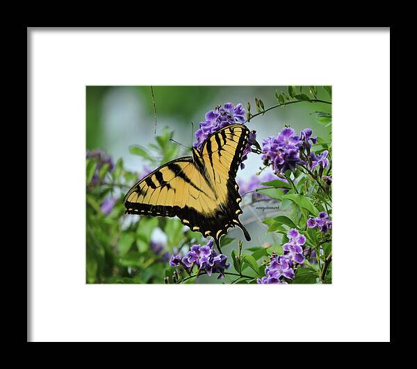 Tiger Swallowtail Framed Print featuring the photograph Male Tiger Swallowtail by Nancy Denmark