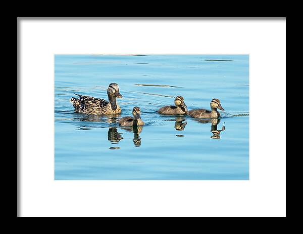Duckling Framed Print featuring the photograph Mallard and Ducklings by Bradford Martin