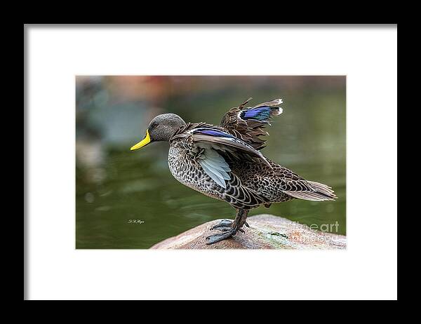 Ducks Framed Print featuring the photograph Mallard by DB Hayes