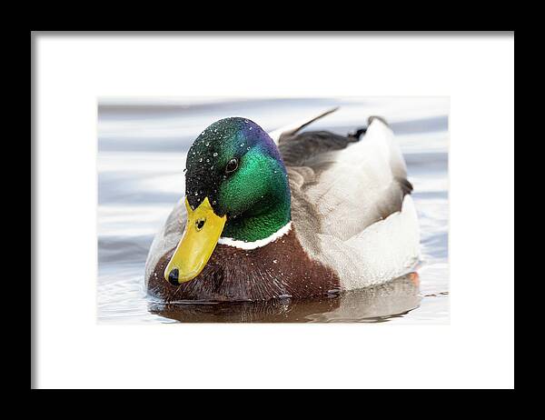 Duck Framed Print featuring the photograph Mallard Duck on the Neuse River of Eastern North Carolina by Bob Decker