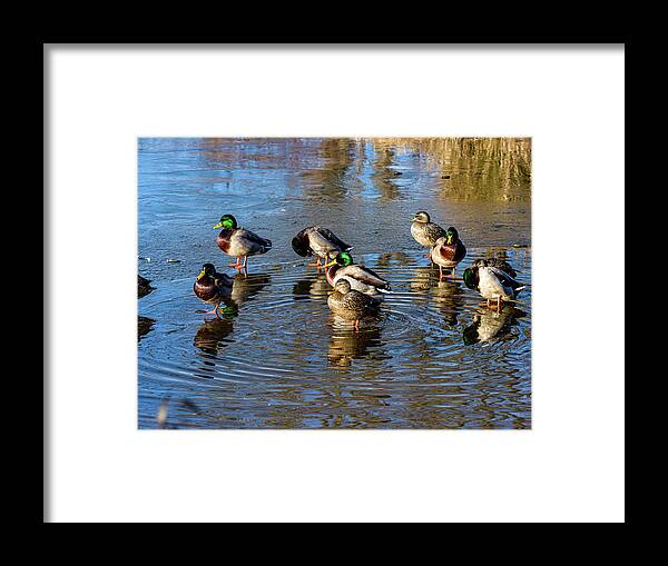 5- Places Framed Print featuring the photograph Mallard ducks chilling out by Louis Dallara