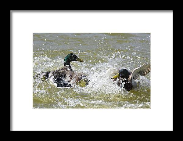 Fighting Framed Print featuring the photograph Mallard ducks fighting by Marilyn Dunstan