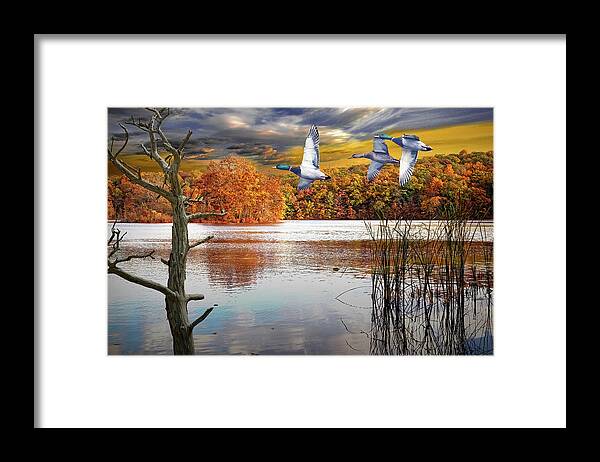 Mallard Framed Print featuring the photograph Mallard Ducks Flying over an Inland Lake in Autumn by Randall Nyhof