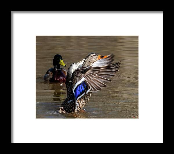 Nature Framed Print featuring the photograph Mallard Hen Flapping Her Wings DWF0250 by Gerry Gantt