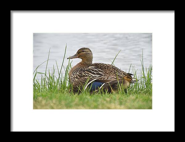 Mallard Duck Framed Print featuring the photograph Mallards 600 by Joyce StJames