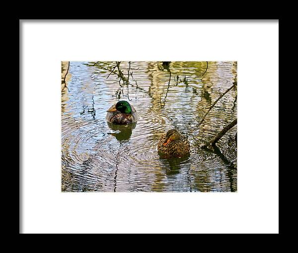 Ducks Framed Print featuring the photograph Mallards Swim by Rachel Morrison