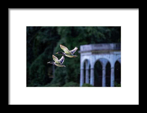Mallard Ducks Framed Print featuring the photograph Mallards Take Flight 3 by Kevin Suttlehan