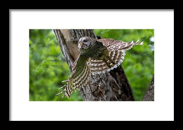 Mama Barred Owl Framed Print featuring the photograph Mama Barred Owl at Full Speed by Puttaswamy Ravishankar