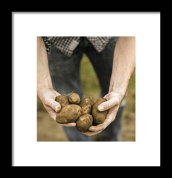 People Framed Print featuring the photograph Man holding a handful of freshly picked potatoes in his hands. by Mint Images