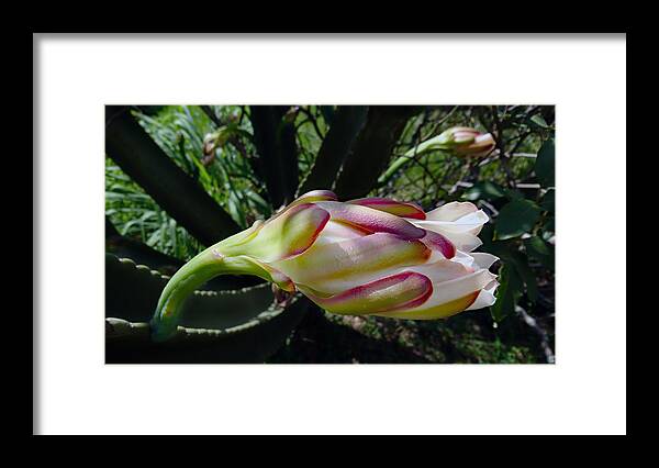 Outdoors Framed Print featuring the photograph Mandacaru (Cereus jamacaru) flower. by CRMacedonio