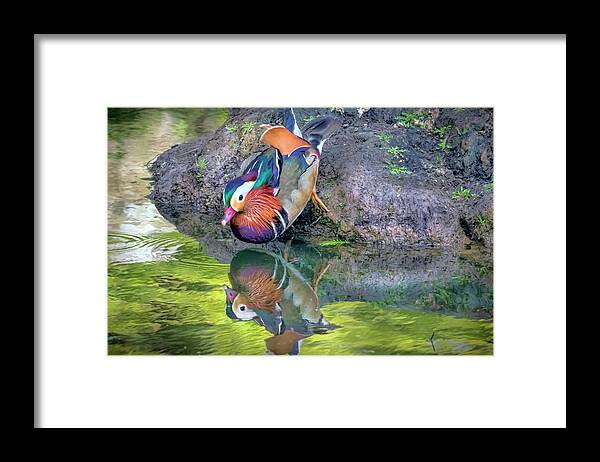 Mandarin Duck Framed Print featuring the photograph Mandarin Duck by Nadia Sanowar