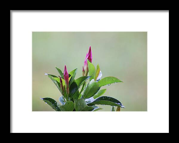  Framed Print featuring the photograph Mandevilla Drops by Heather E Harman