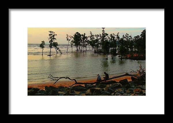 Mangrove Framed Print featuring the photograph Mangrove Landscape by Robert Bociaga
