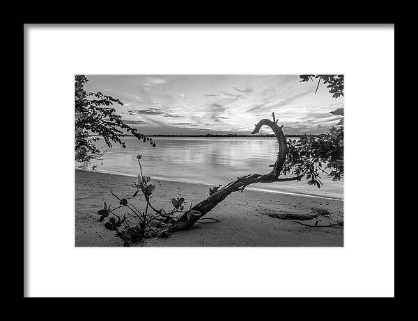 Black Framed Print featuring the photograph Mangroves Black and White by Debra and Dave Vanderlaan