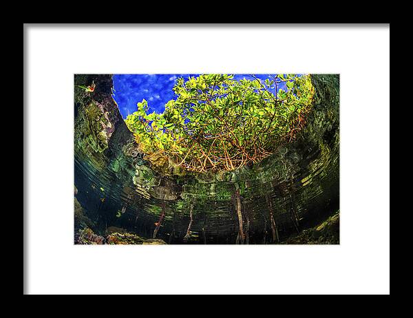 Underwater Framed Print featuring the photograph Mangroves from beneath the surface by Beth Watson