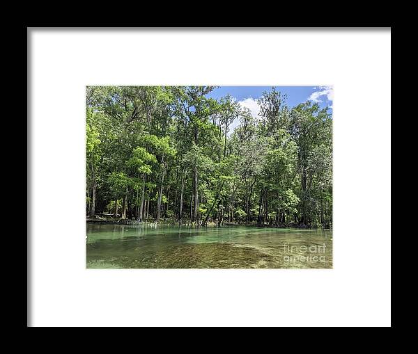 Trees Framed Print featuring the photograph Mangroves in water by LeLa Becker