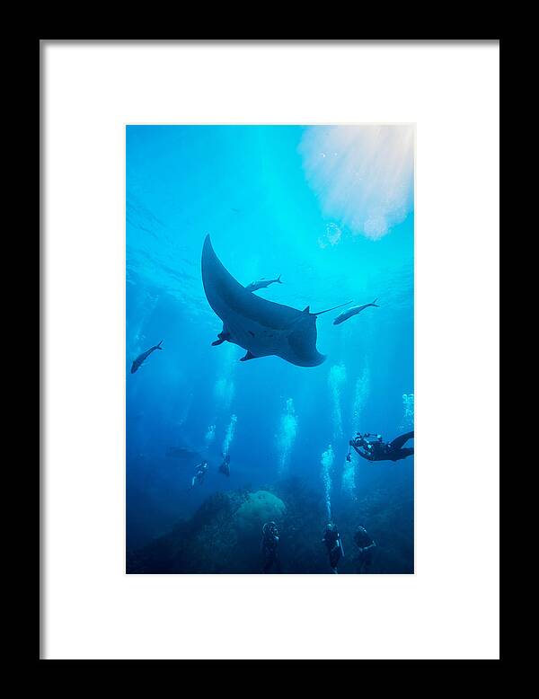 Underwater Framed Print featuring the photograph Manta Ray swimming in blue water by Kampee Patisena