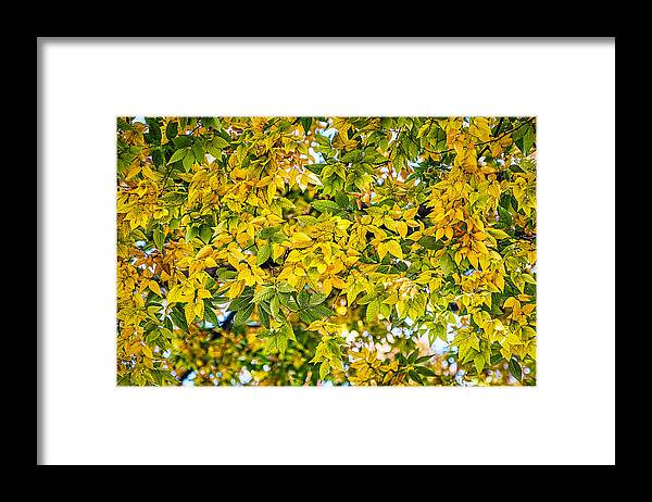 Leaves Framed Print featuring the photograph Many Autumn Leaves by Stuart Litoff