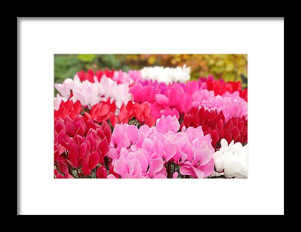 Cyclamen Framed Print featuring the photograph Many Cyclamen by Maria Meester